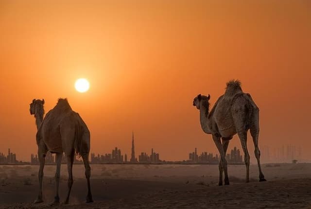 Camels in Sunset